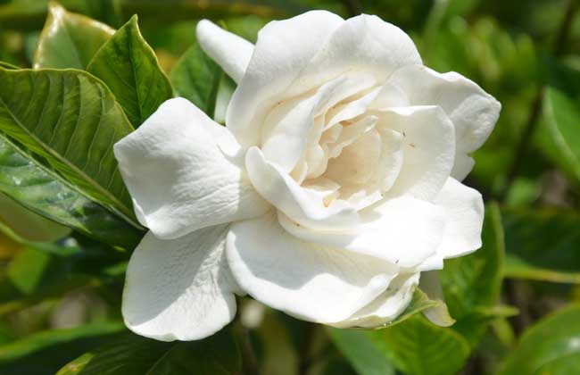 栀子花叶子发黑解决办法？