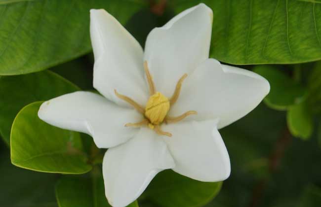 栀子花可以泡茶喝吗？