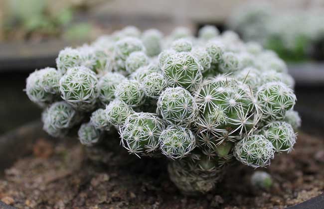 仙人球什么时候开花？