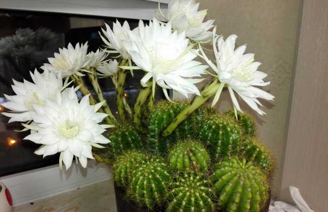 仙人球开花是啥兆头？
