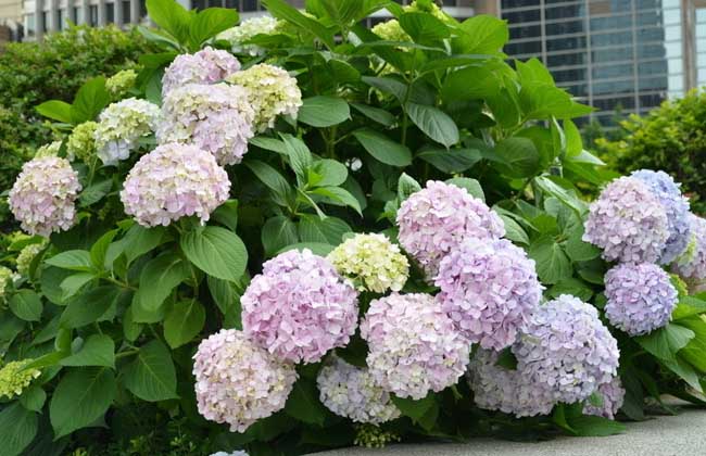 绣球花种子怎么种？