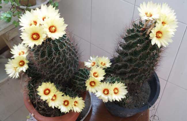 仙人球开花是啥兆头？