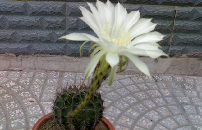仙人球开花是啥兆头？