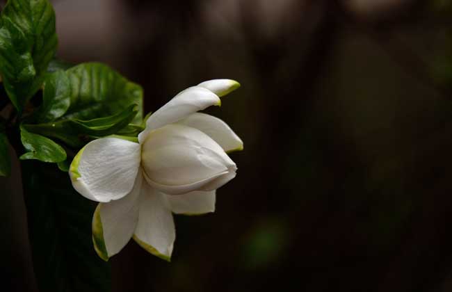 栀子花叶子蔫了解决办法？