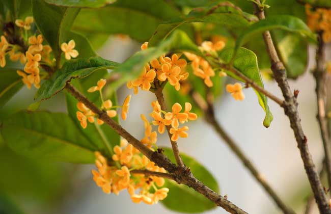 桂花树叶子干枯解决办法？