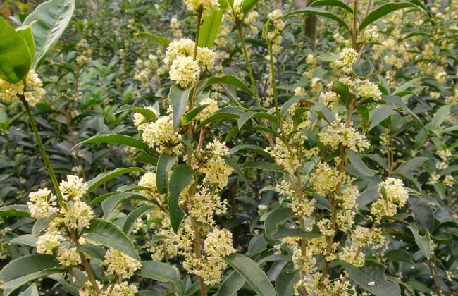 桂花树叶子干枯解决办法？