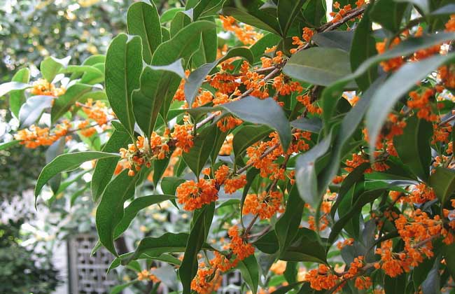 桂花树叶子干枯解决办法？
