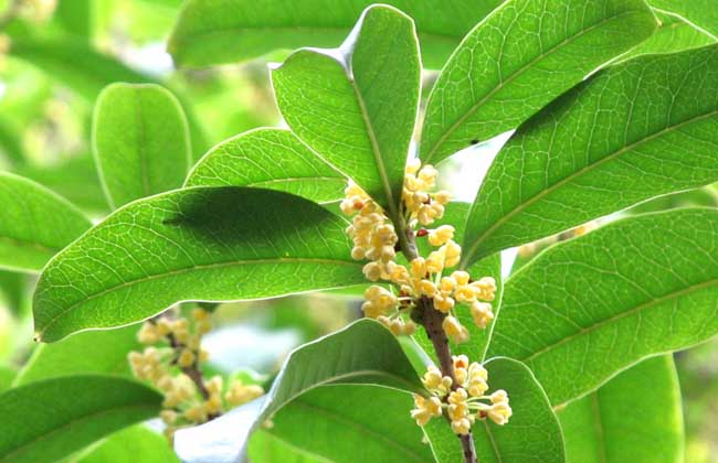 桂花树叶子干枯解决办法？