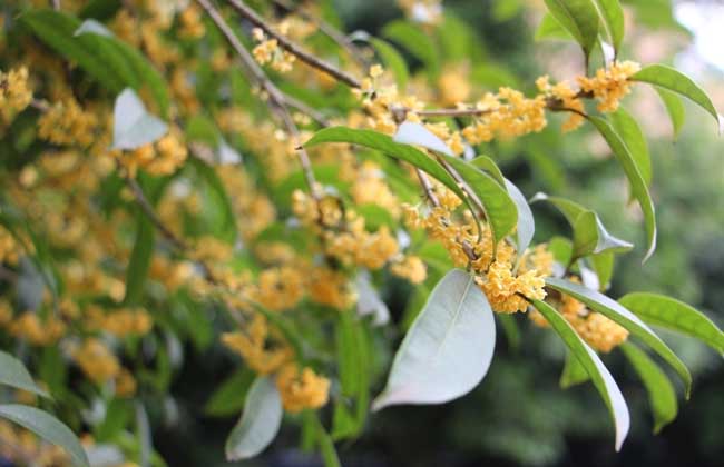 桂花树叶子干枯解决办法？