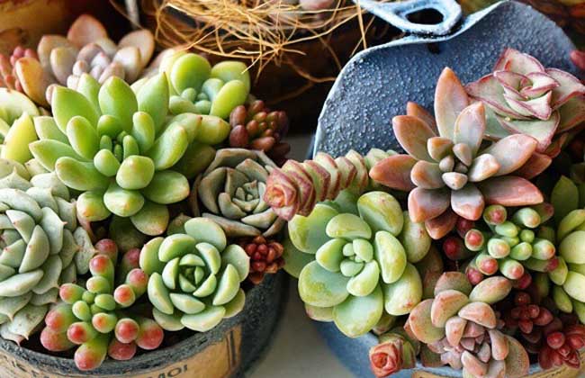 多肉植物盆景怎么制作？