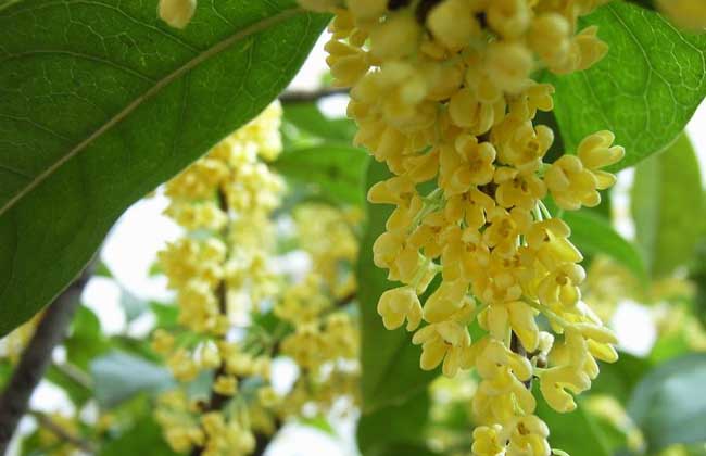 桂花适宜在阳台上养吗？