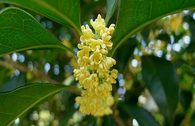 桂花适宜在阳台上养吗？