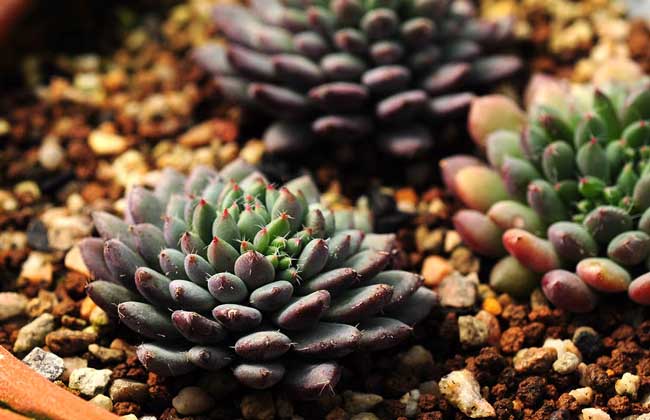养多肉植物有什么好处？