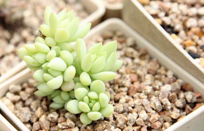 养多肉植物有什么好处？