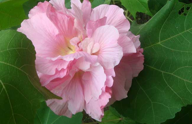 木芙蓉什么时候开花？