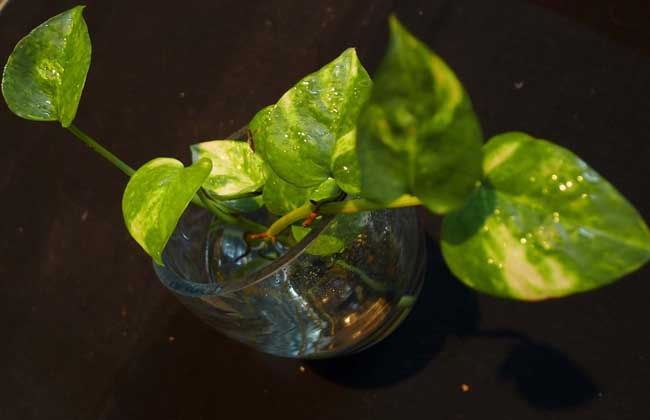 水培绿萝多长换一次水？
