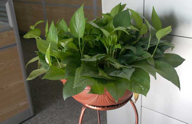 绿萝叶面肥怎么做？