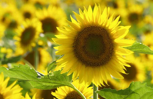 向日葵的花语和传说