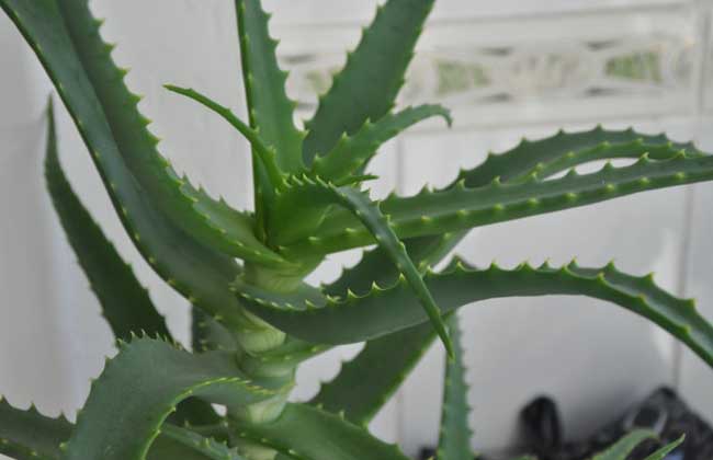 库拉索芦荟的繁殖办法