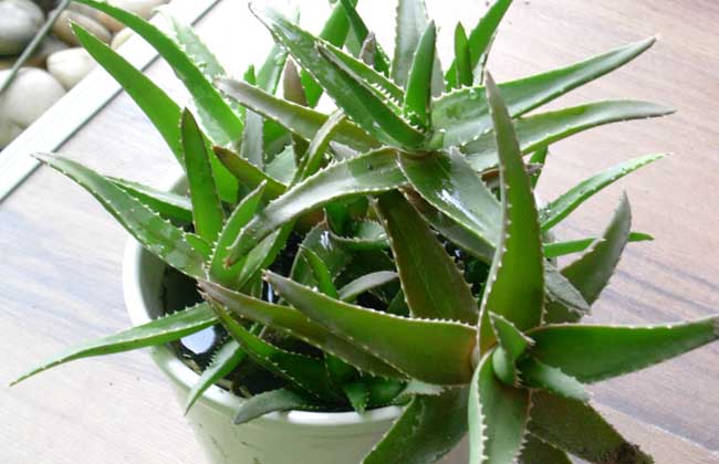 库拉索芦荟的繁殖办法