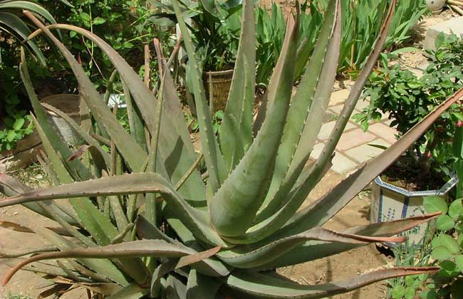 库拉索芦荟的繁殖办法