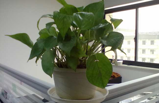 绿萝怎么移植才好？