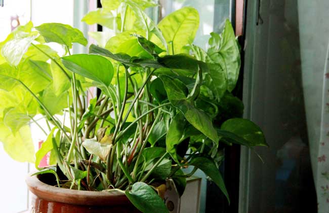 绿萝怎么移植才好？