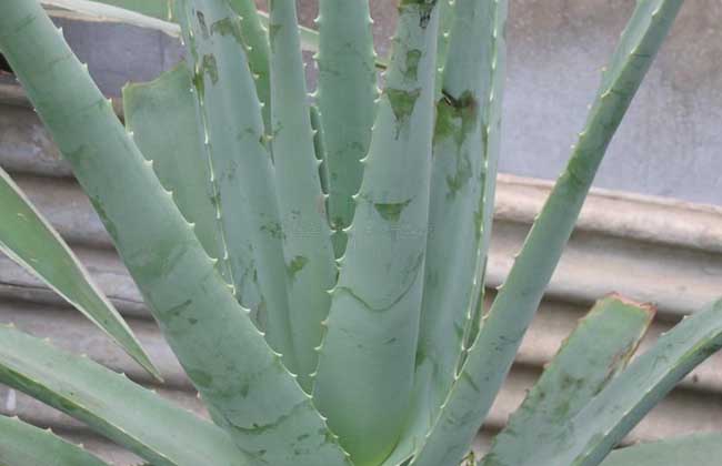 库拉索芦荟的繁殖办法