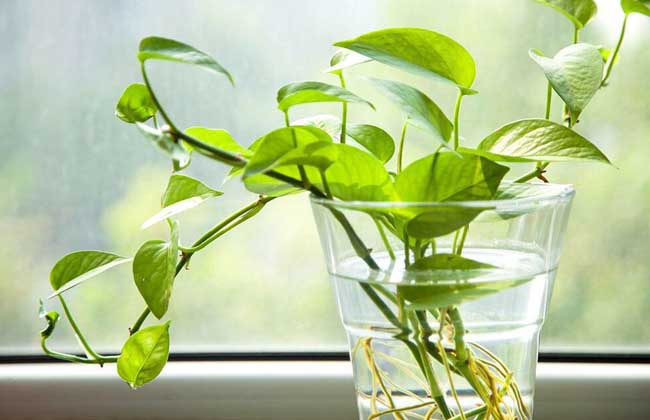 绿萝怎么移植才好？