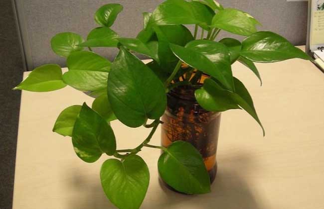 绿萝怎么移植才好？