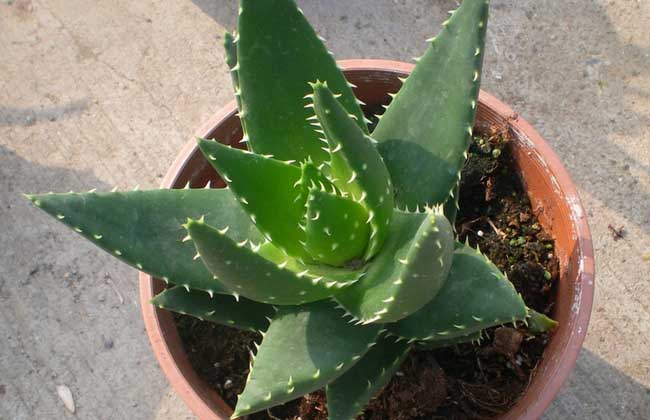 不夜城芦荟的养殖办法