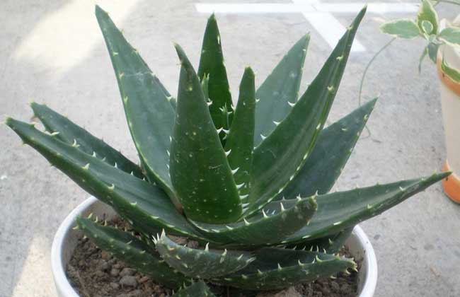 不夜城芦荟的养殖办法