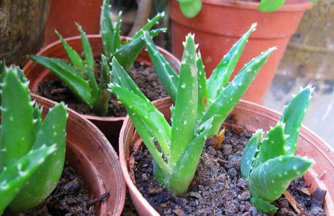 不夜城芦荟的养殖办法