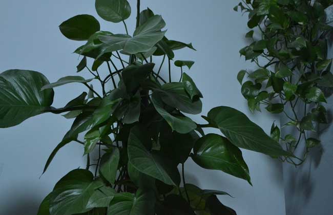 绿萝几天浇一次水？