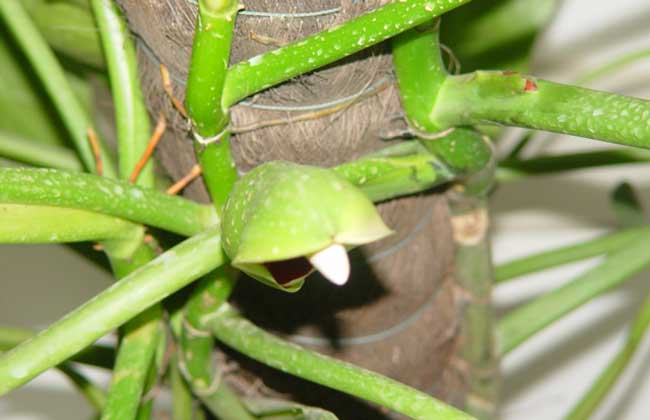 绿萝几天浇一次水？