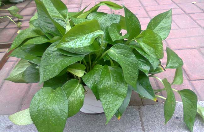 绿萝几天浇一次水？