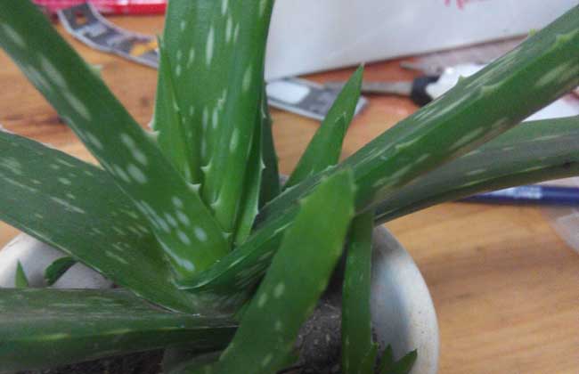 库拉索芦荟的养殖办法