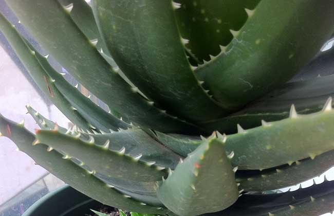 库拉索芦荟的养殖办法