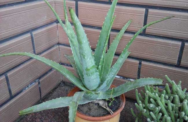 库拉索芦荟的养殖办法