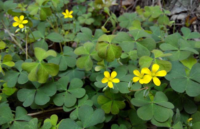 酢浆草的养殖办法