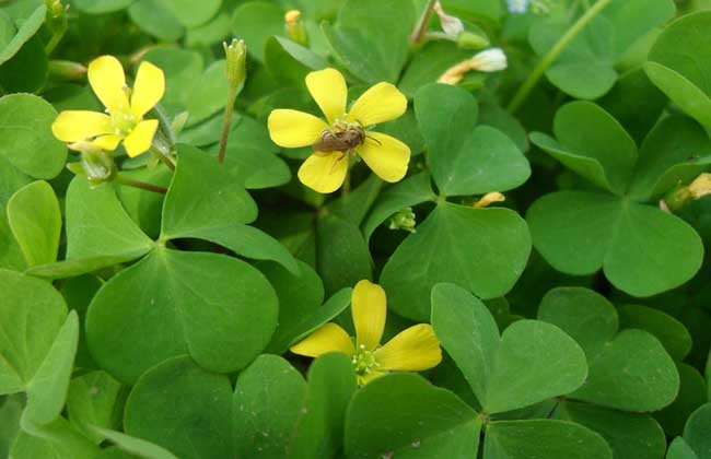 酢浆草的养殖办法