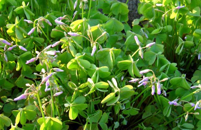 酢浆草的养殖办法