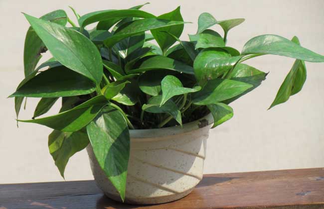 绿萝怎么施肥才好？