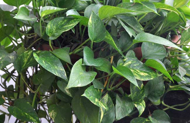 绿萝怎么施肥才好？