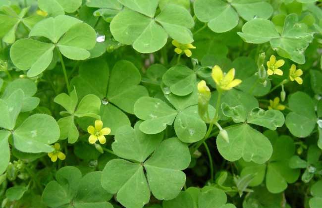 酢浆草的养殖办法
