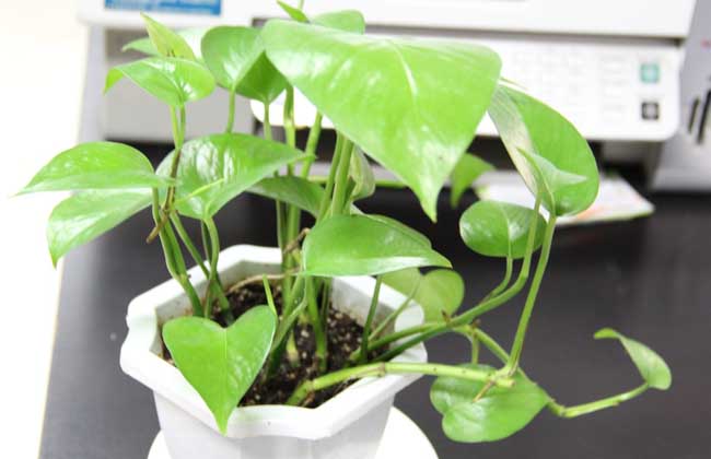 绿萝怎么施肥才好？