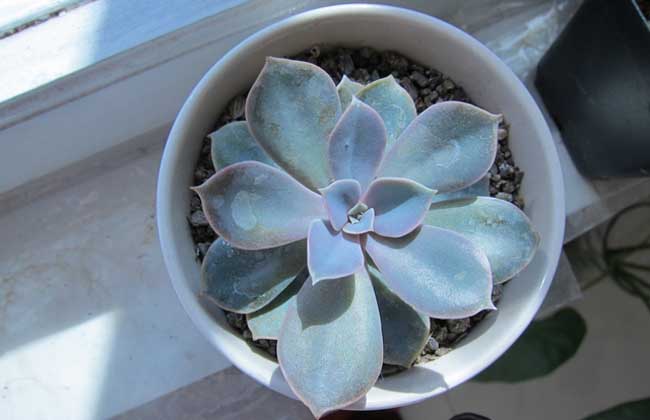 紫珍珠的养殖办法