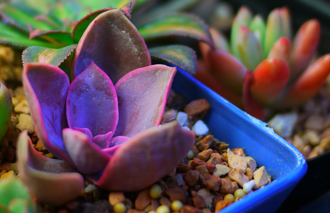 紫珍珠的养殖办法