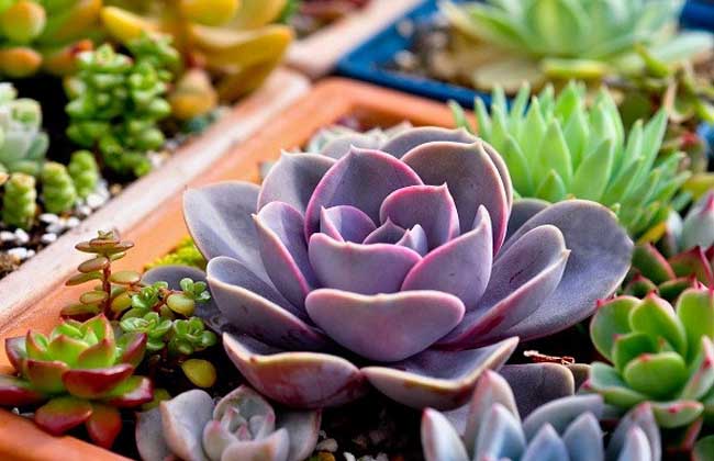 紫珍珠的养殖办法