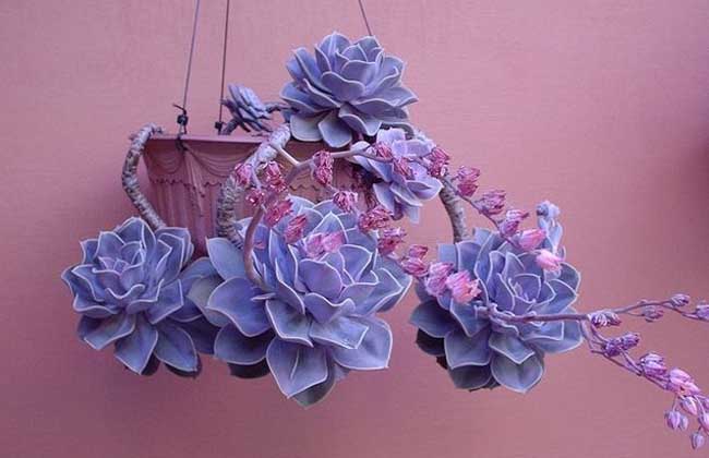 紫珍珠的养殖办法